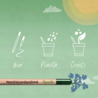 Matita Sprout Piantabile con Semi – Basilico, Margherita o Girasole