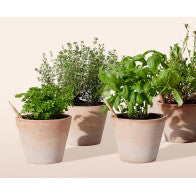 Matita Sprout Piantabile con Semi – Basilico, Margherita o Girasole
