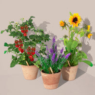 Matita Sprout Piantabile con Semi – Basilico, Margherita o Girasole